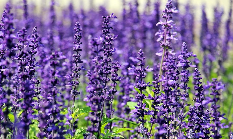 Soothing Fragrance Gardens
