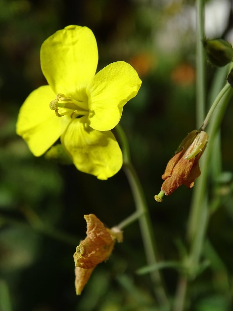 Edible Plants