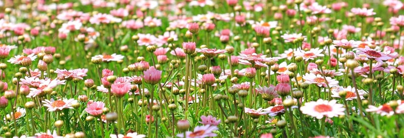 Native Plants