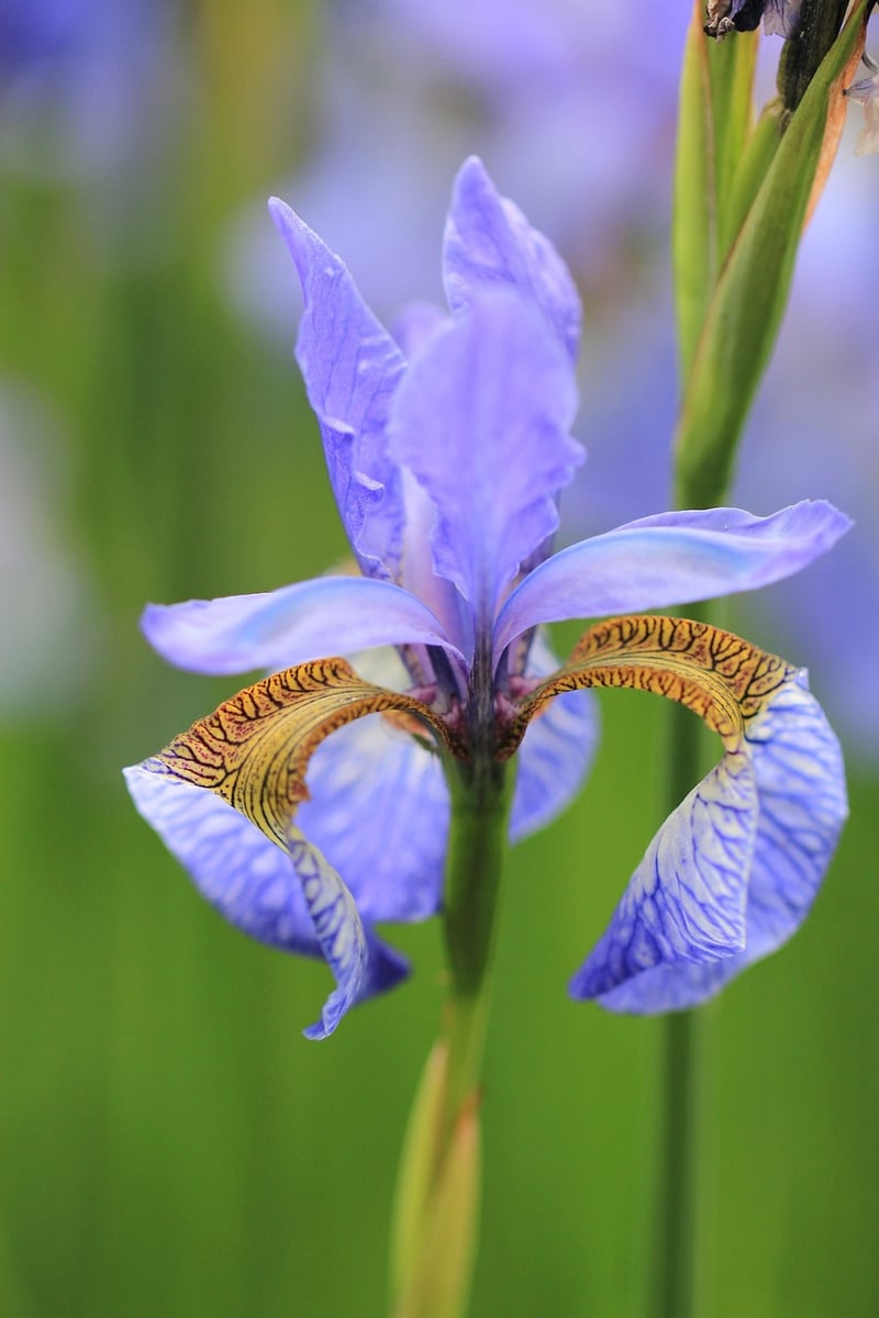 Perennials
