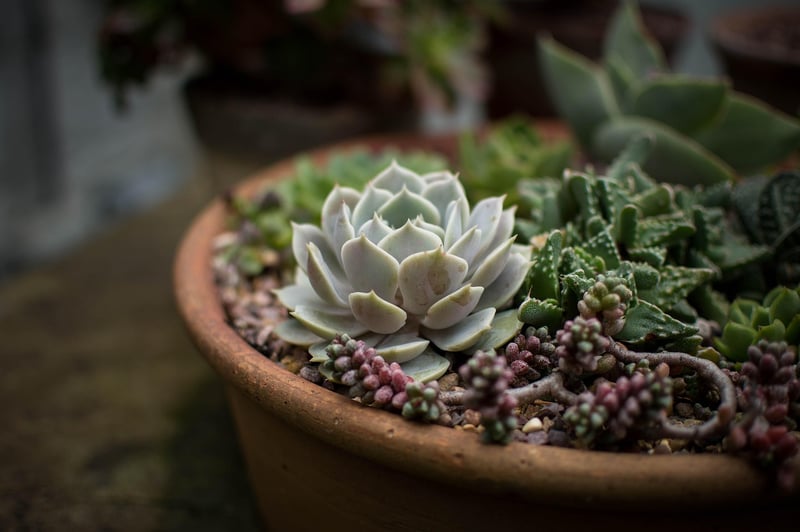 Drought-Resistant Plants