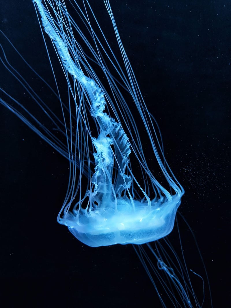 Underwater Paradise
